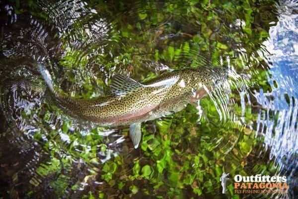 Fly fishing Bariloche